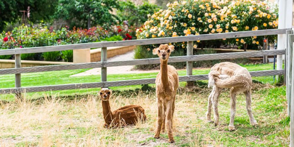 farm stays in south australia