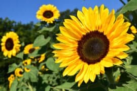 farm sunflower