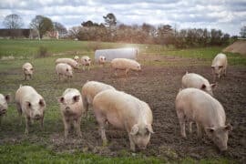 farm with animals