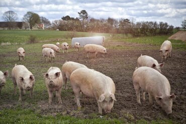 farm with animals