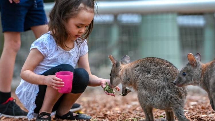 featherdale wildlife park doonside sydney