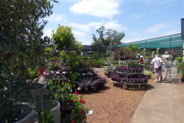 flower power nursery glenhaven sydney