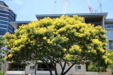 flowers brisbane qld