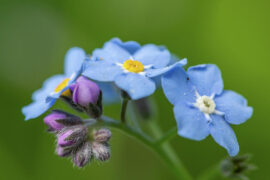 flowers close to me