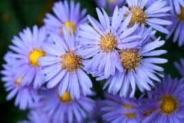 flowers for september birthday