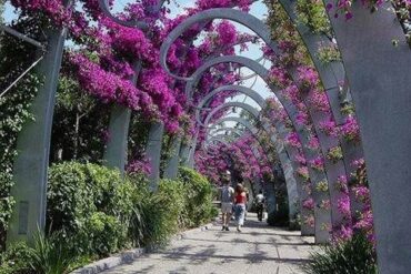 flowers in brisbane australia