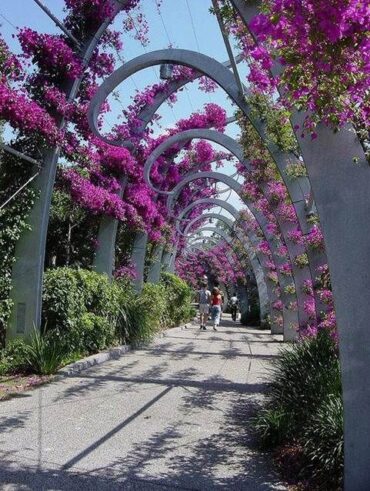 flowers in brisbane australia