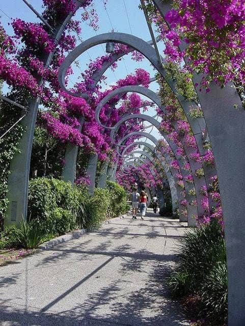 flowers in brisbane australia