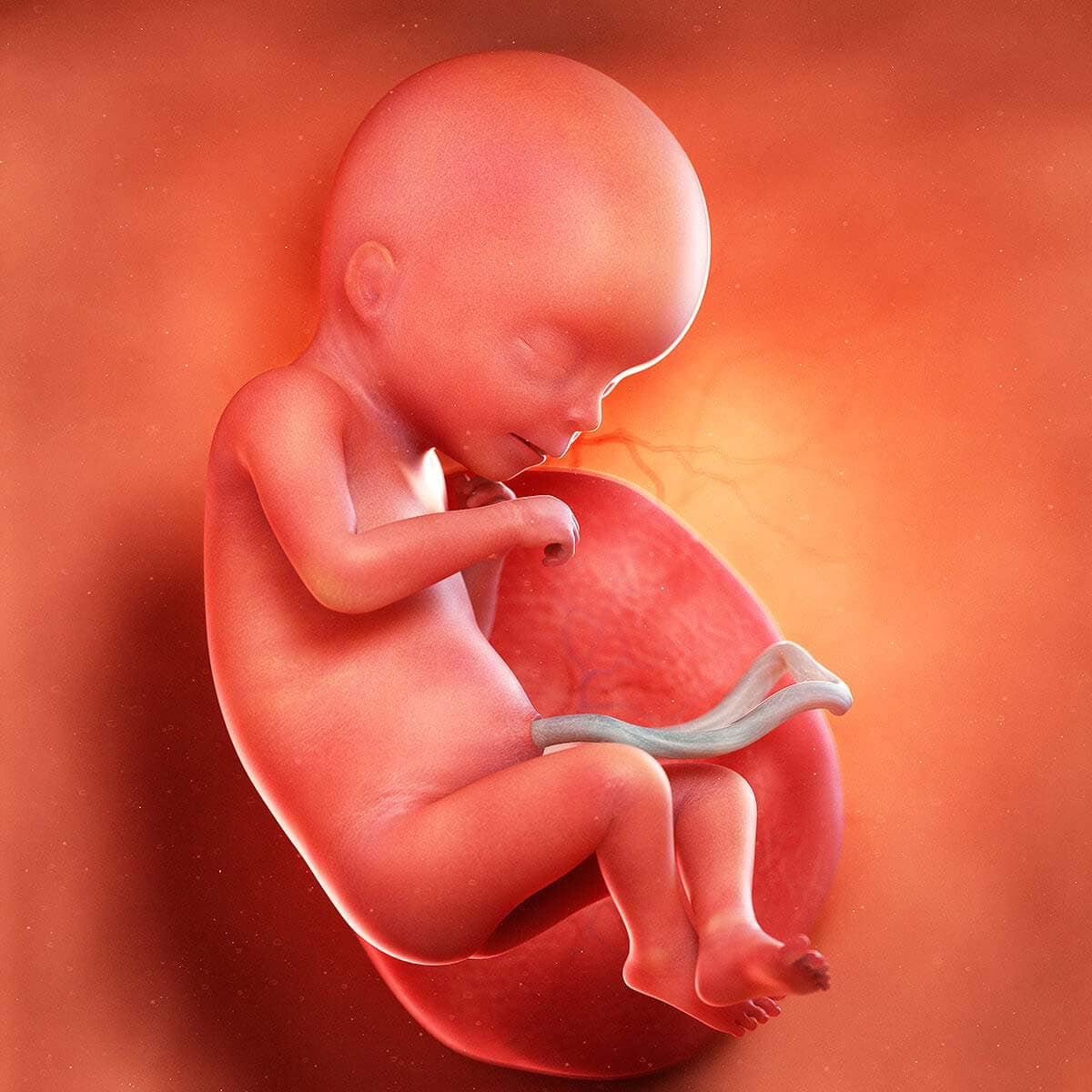 all-you-need-to-know-about-the-18-week-foetus