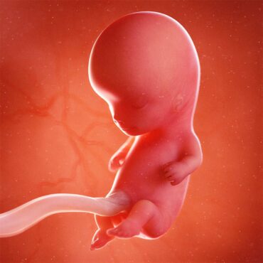 foetus at 10 weeks