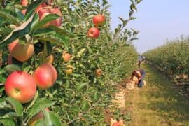 fruit pick near me