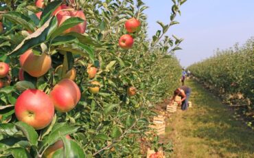 fruit pick near me