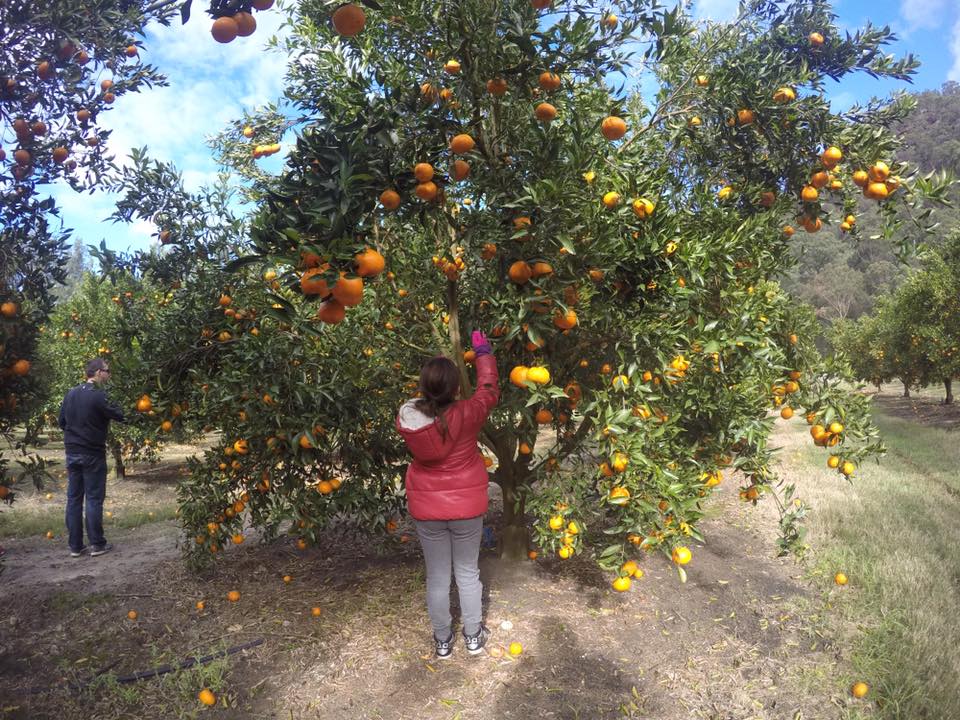 fruit picking season nsw sydney