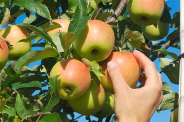 fruit plucking near me