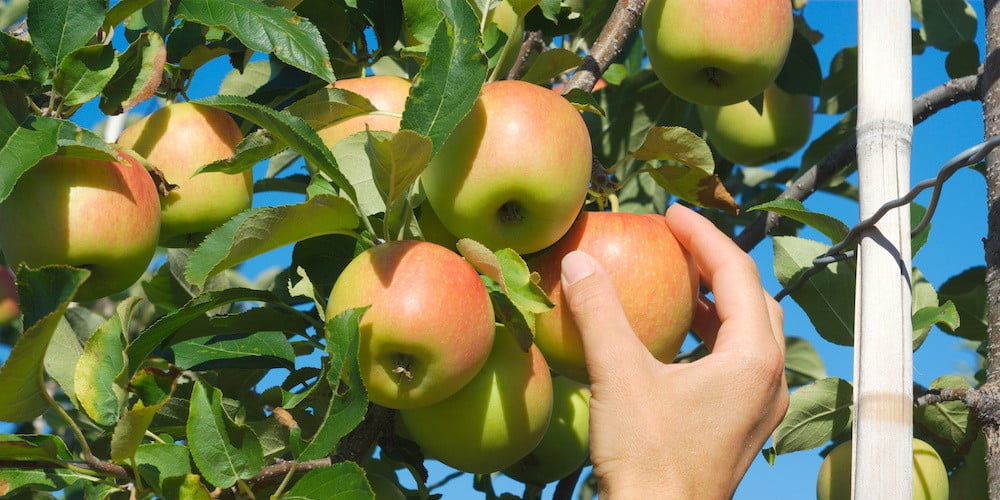 fruit plucking near me