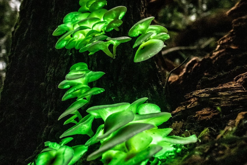 ghost mushrooms