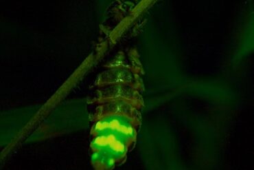 glow worm