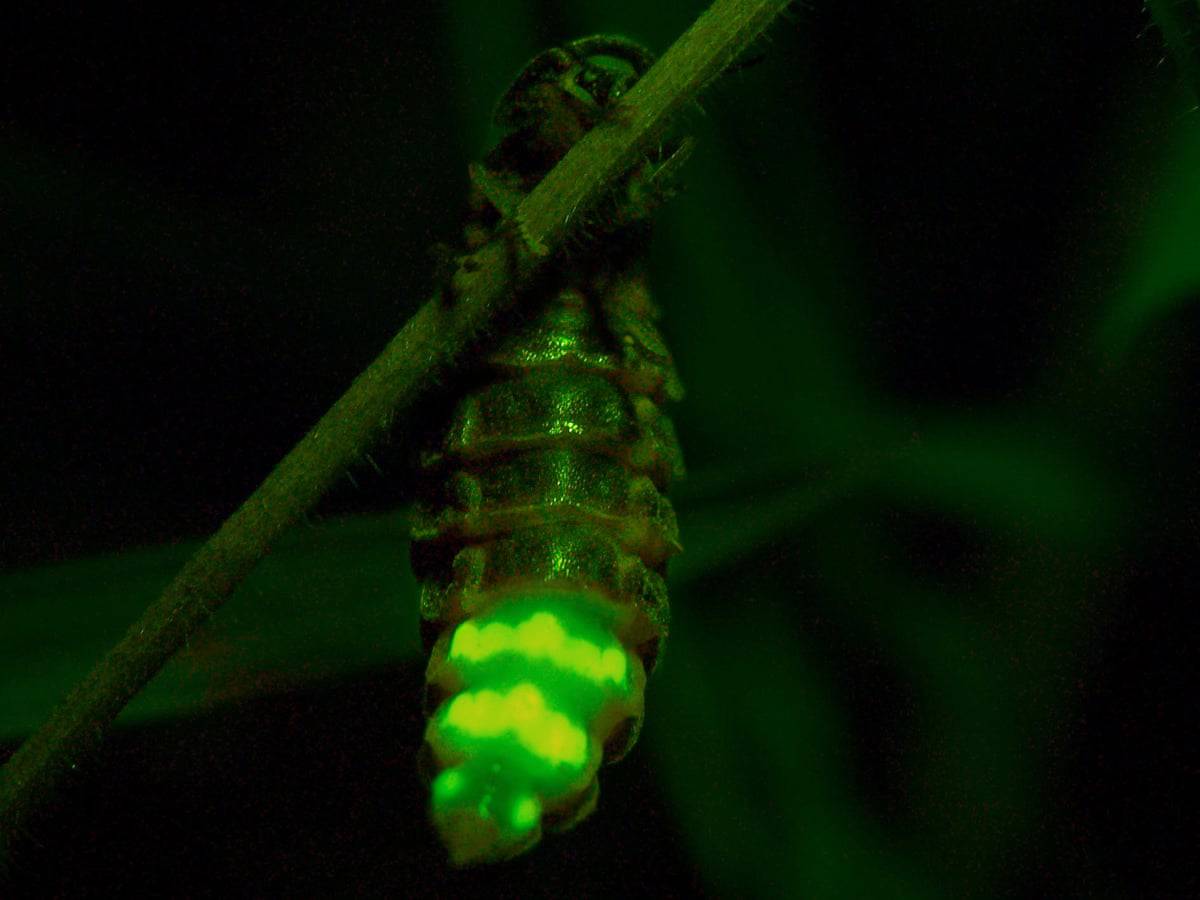 glow worm