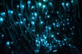 glow worms in cave