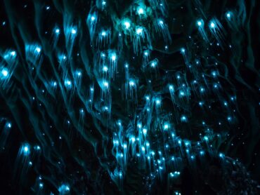 glow worms in cave