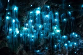 glowworms cave