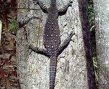 goanna animal