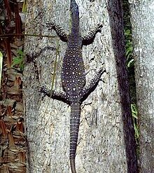 goanna animal