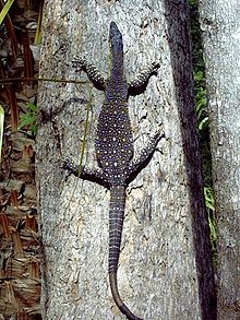 goanna animal