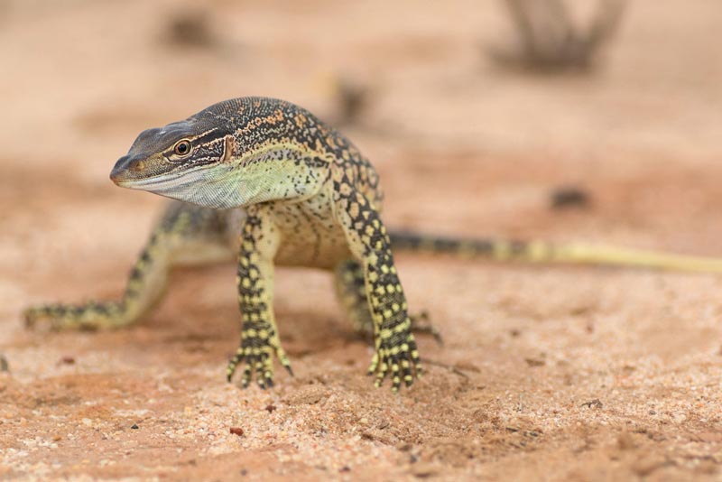 goannas