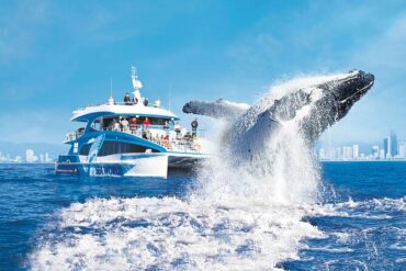 gold coast whale tours