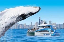 gold coast whale watch