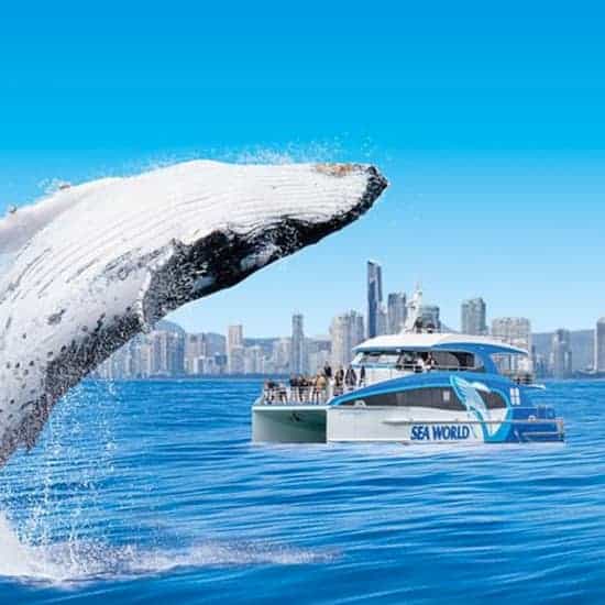 gold coast whale watch