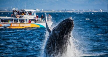 gold coast whale watching