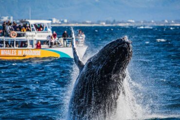 gold coast whale watching