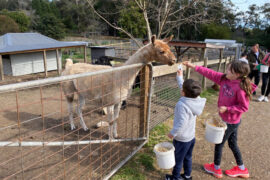 golden ridge animal farm sydney