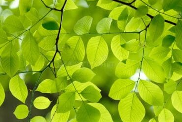 green leaves