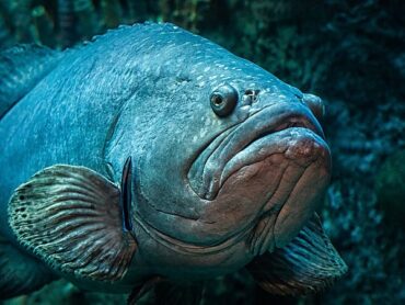 grouper