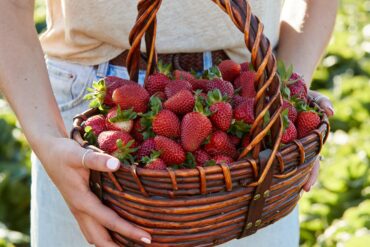 hahndorf strawberry picking