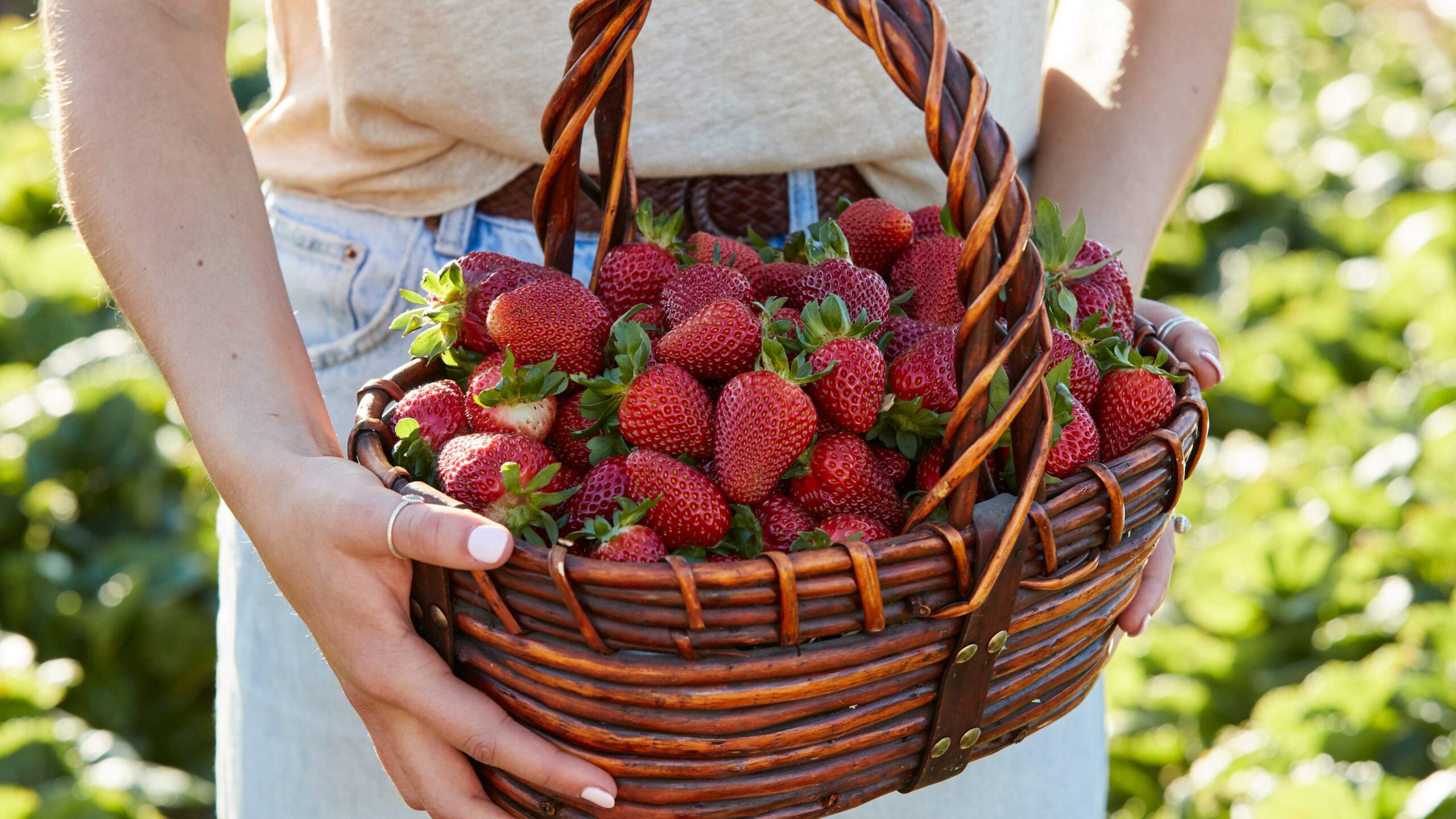 hahndorf strawberry picking