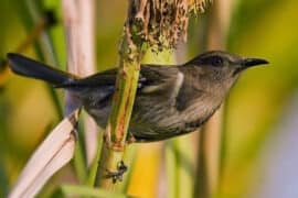 honeyeater