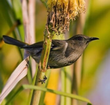 honeyeater