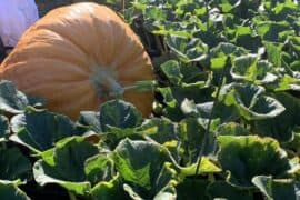 how to grow a giant pumpkin