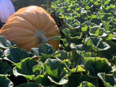 how to grow a giant pumpkin