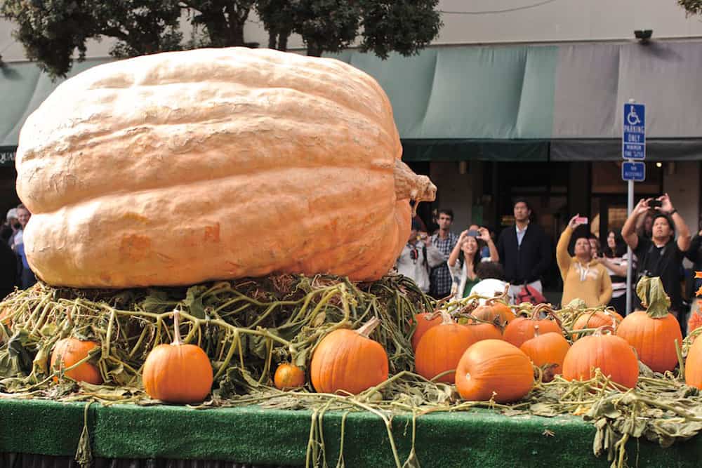 how to grow bigger pumpkins