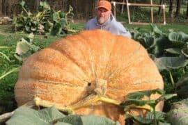 how to grow giant pumpkin