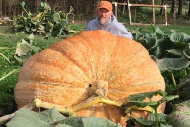 how to grow giant pumpkin