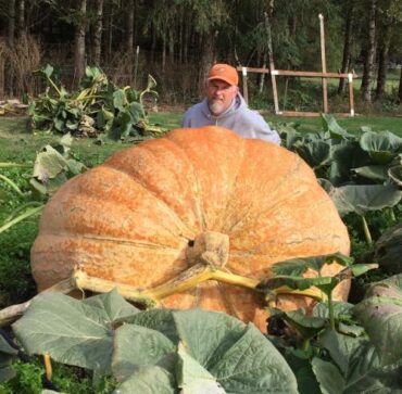 how to grow giant pumpkin