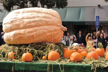 how to grow giant pumpkins