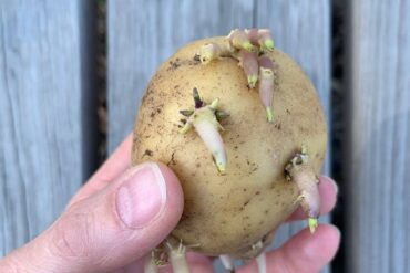 how to grow potatoes sprouts