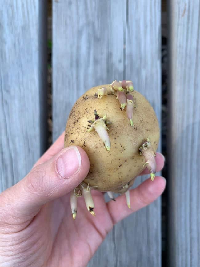 how to grow potatoes sprouts